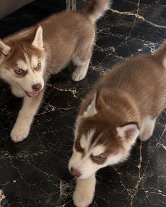 Cucciole di Siberian Husky 2 mesi Roma e provincia