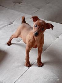 Cucciolo Pinscher