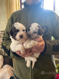 Cuccioli Lagotto Romagnolo