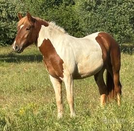 Puledra