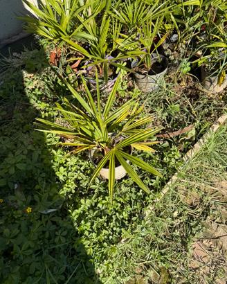 Palme in vaso