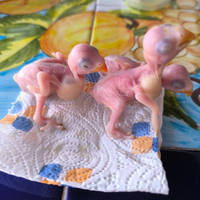 Parrocchetti dal collare