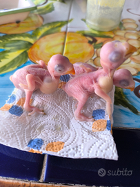 Parrocchetti dal collare