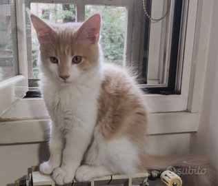 Maine coon