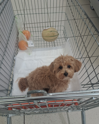 Maltipoo per monta