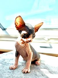 Canadian Sphynx maschio