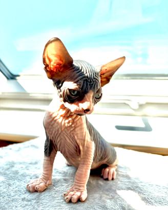 Canadian Sphynx maschio