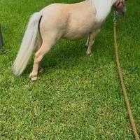 Mini horse stallone 68 cm