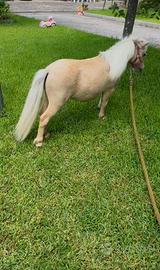 Mini horse stallone 68 cm