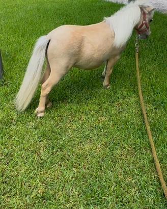Mini horse stallone 68 cm