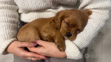 Cucciola di Cavalier King