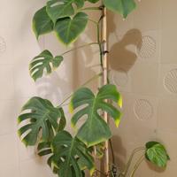 Pianta Monstera