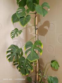 Pianta Monstera