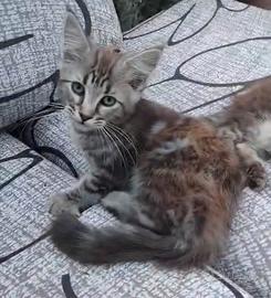 Maine coon