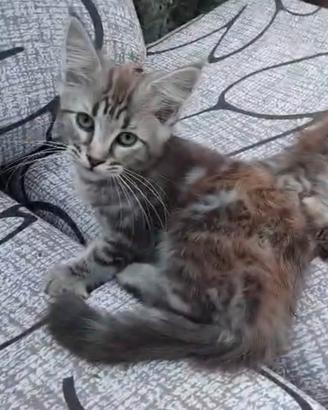 Maine coon
