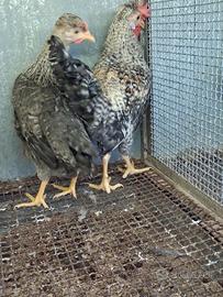 Galline legbar