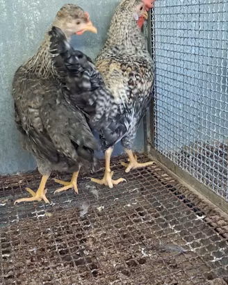 Galline legbar