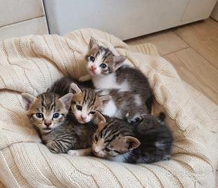 Gattini a lucca
