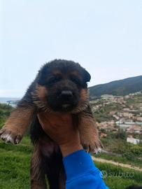 Cuccioli di pastore tedesco