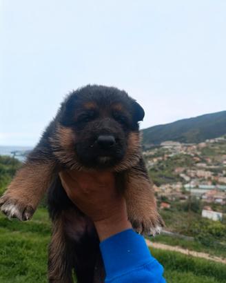 Cuccioli di pastore tedesco