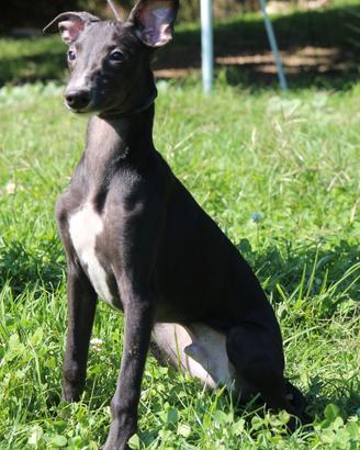 Cuccioli di whippet