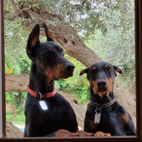 Cuccioli cane dobermann