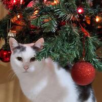 Dono 2 gatti per allergia