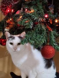 Dono 2 gatti per allergia