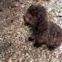 Lagotto romagnolo cucciolo tartufo