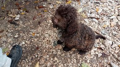 Lagotto romagnolo cucciolo tartufo