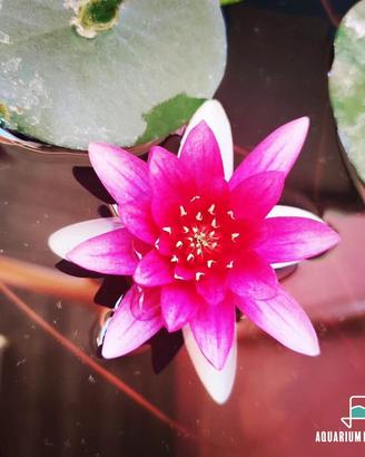 Ninfee, iris e piante palustri per laghetto e pond