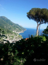 Terreno a richiesta anche un appartamento