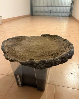 Lastra per bonsai