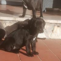 Cuccioli di Cane Corso