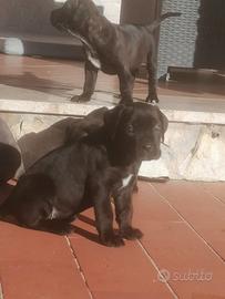 Cuccioli di Cane Corso
