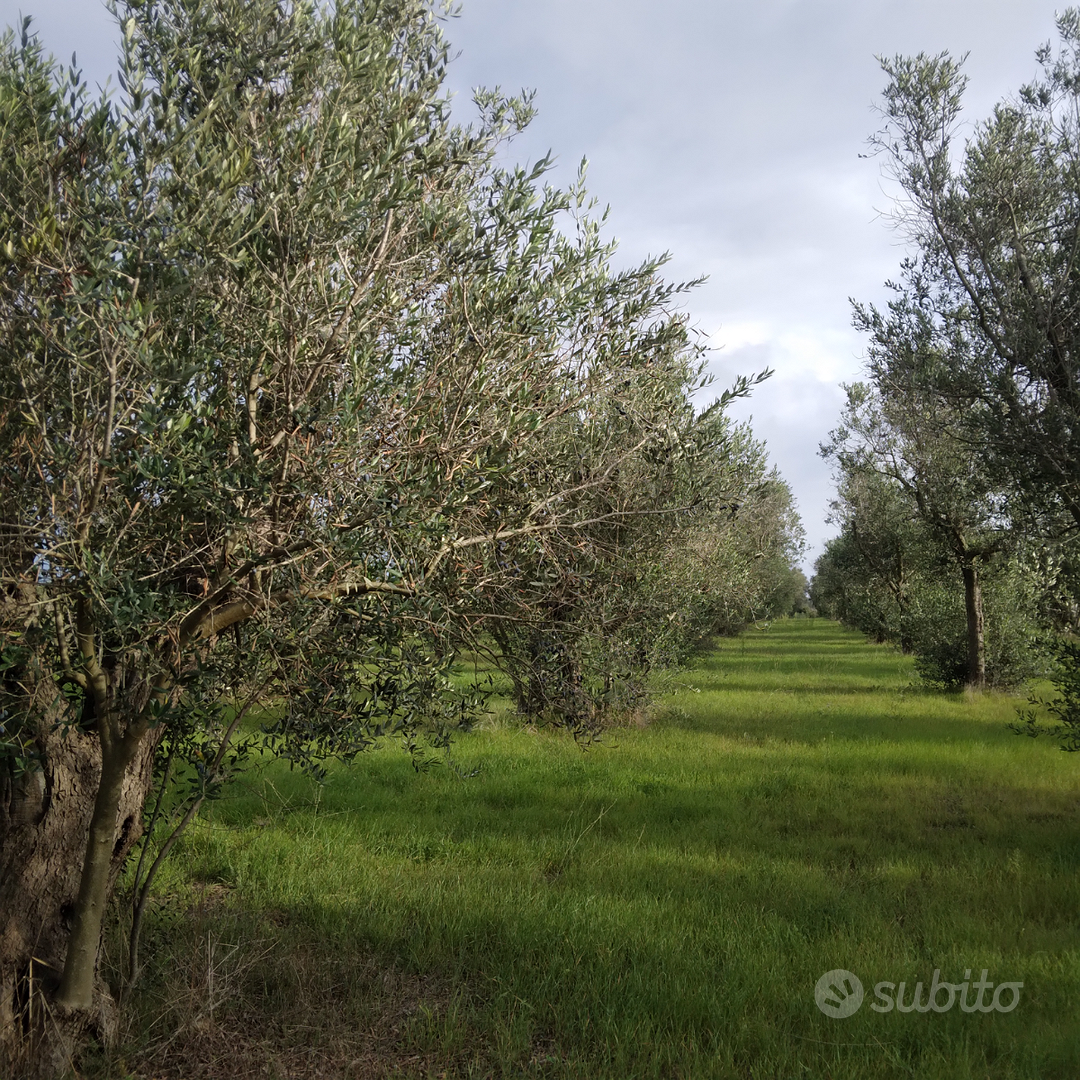 Terreno uliveto - Vista 5