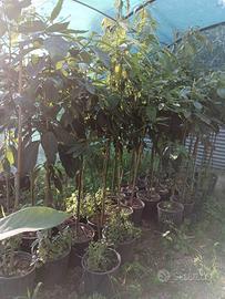 Pianta di Avocado 6 anni Varietà Pinkerton