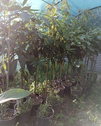 Pianta di Avocado 6 anni Varietà Pinkerton