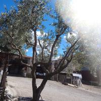 Piante da giardino 
