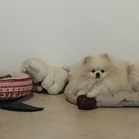 Spritz di Pomerania per accoppiamento