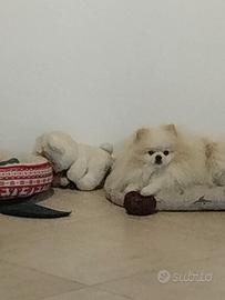 Spritz di Pomerania per accoppiamento