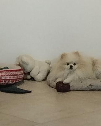 Spritz di Pomerania per accoppiamento