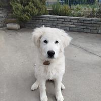 Cucciolona abruzzese