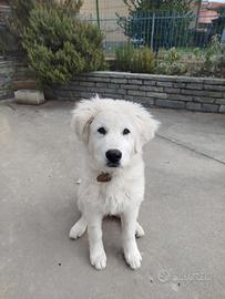 Cucciolona abruzzese