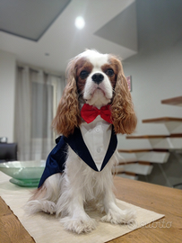 Cavalier king disponibile per monta