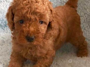 Cucciolata barboncini toy M e F