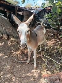 Asini