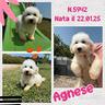coton-de-tulear-con-pedigree-enci-agnese
