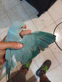 Parrocchetto dal collare crealtail