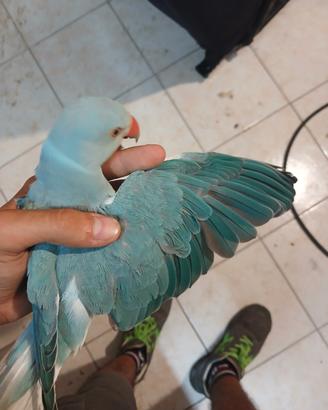 Parrocchetto dal collare crealtail